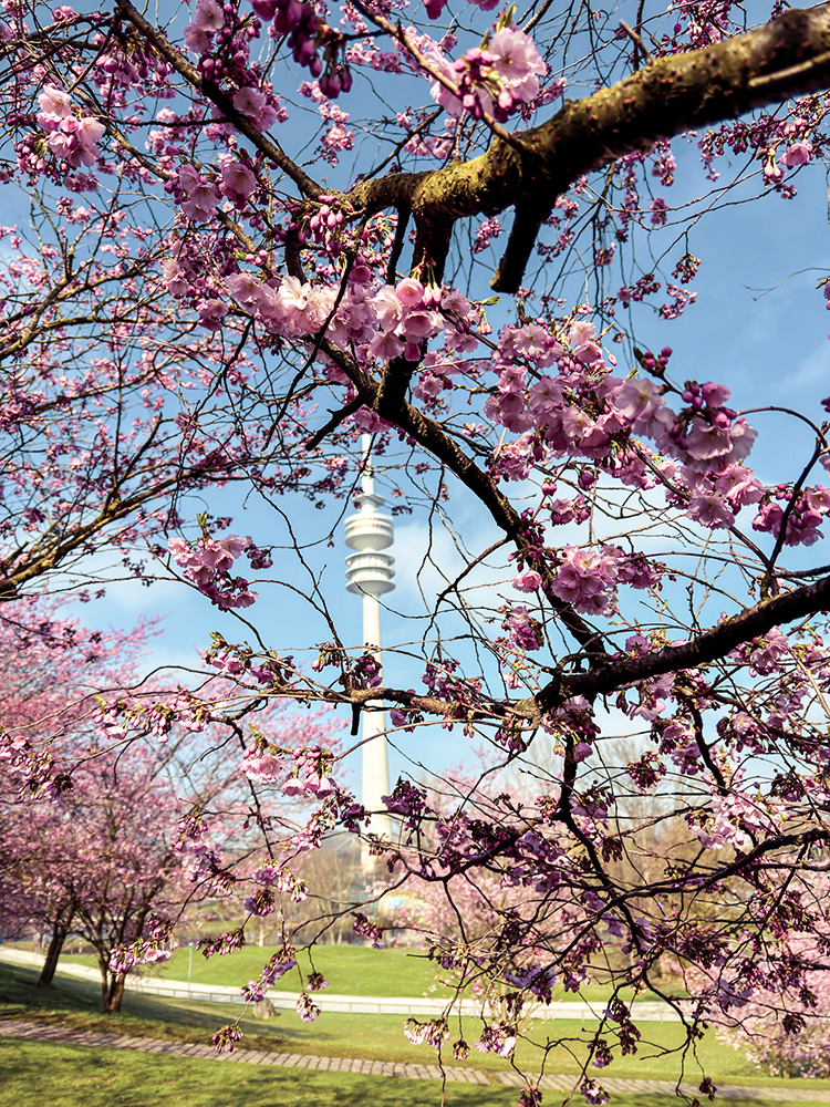 Frühling in Olympiapark